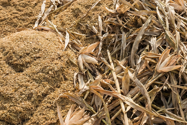 Rice Husks & Corn Stalks