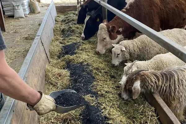 livestock feed systems