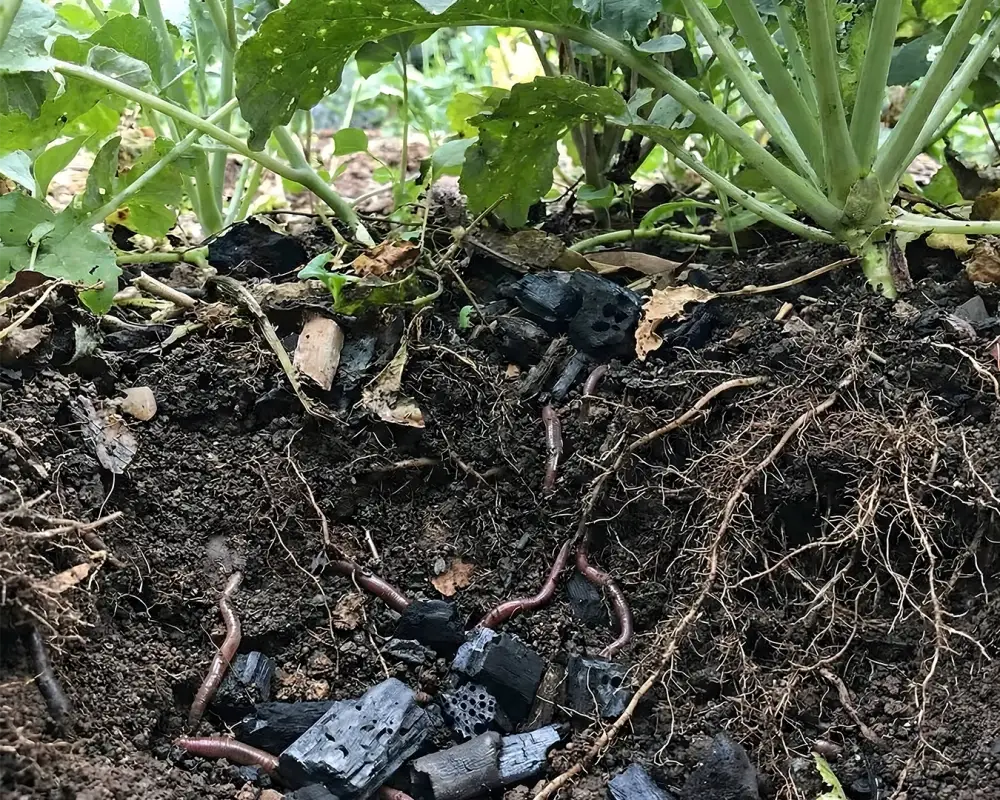 long-term soil improvement