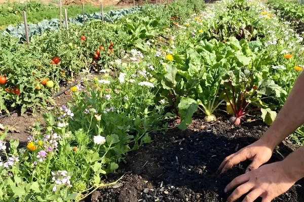 organic and low-input farms