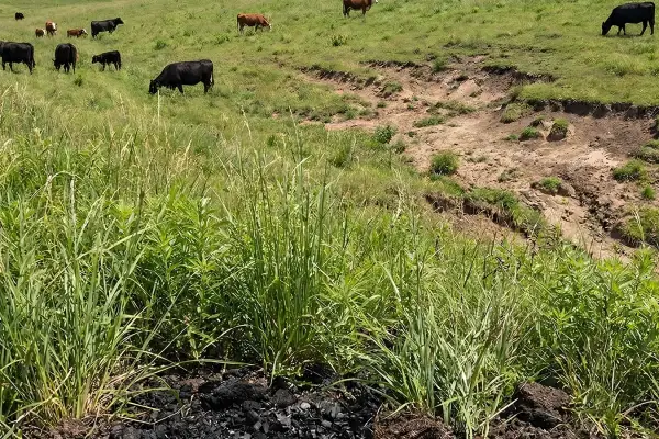 pasture and forage systems