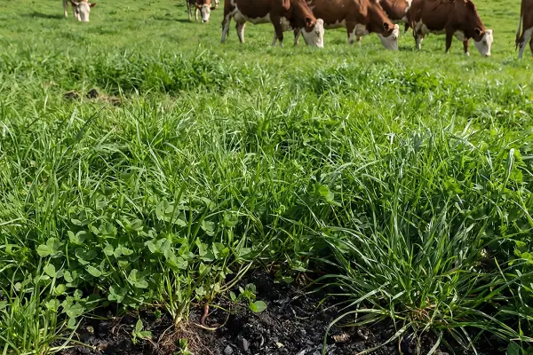 pasture and grazing systems