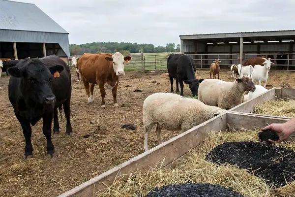 ruminant livestock systems